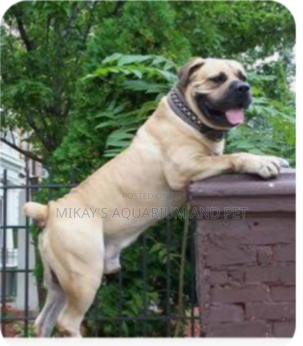 3-6 months Male Purebred Boerboel · Photo 4
