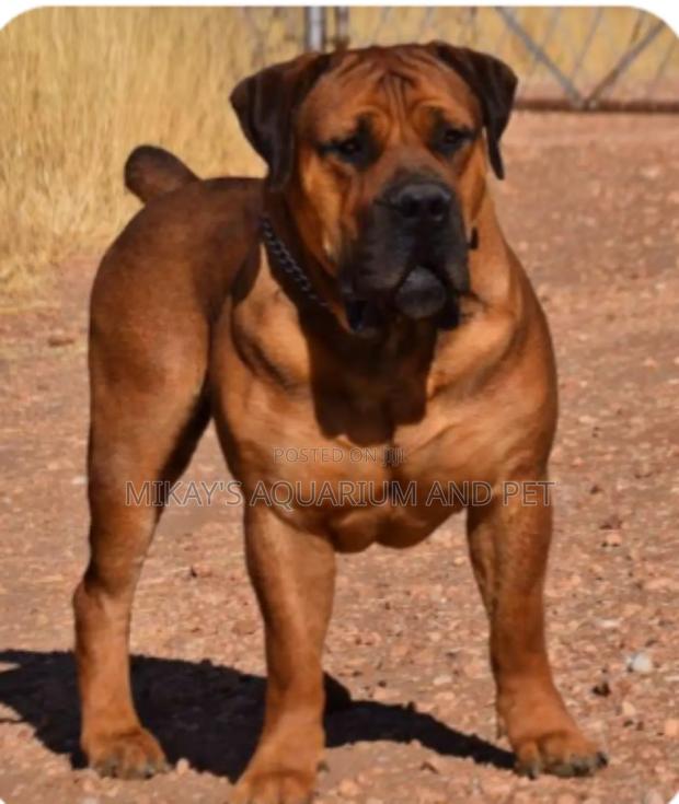 3-6 months Male Purebred Boerboel · Photo 3