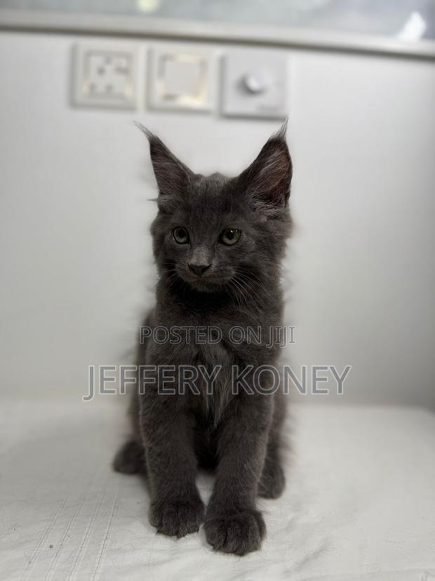 1-3 months Male Purebred Maine Coon · Photo 3