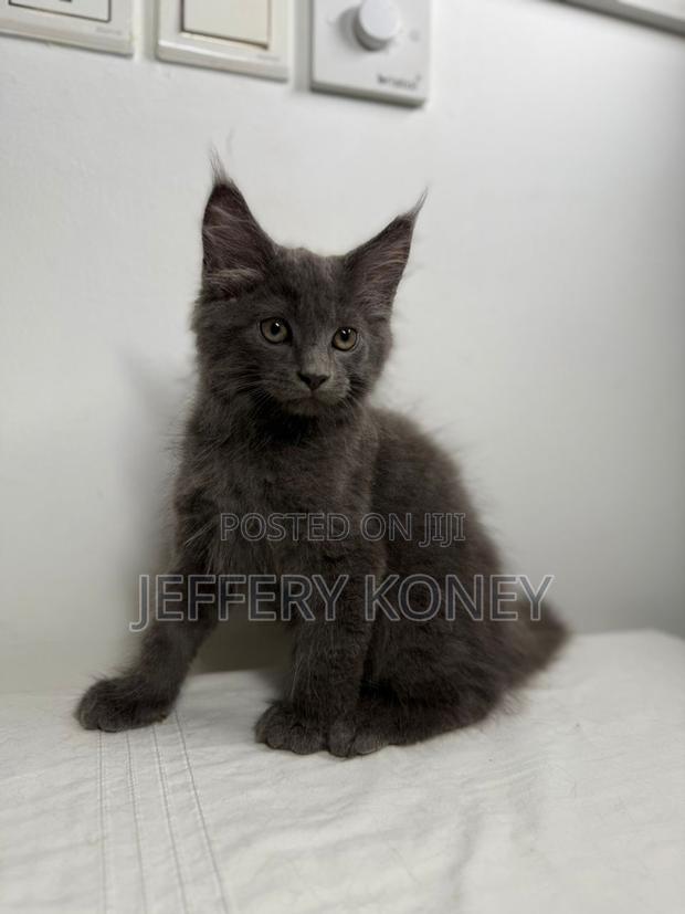 1-3 months Male Purebred Maine Coon · Photo 4