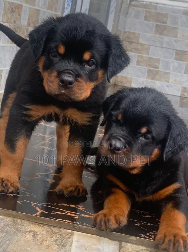 1-3 months Male Purebred Rottweiler · Photo 4