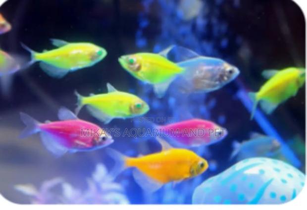 Tetra Aquarium Fishes · Photo 2
