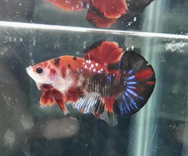 Galaxy Better Fish · Photo 4