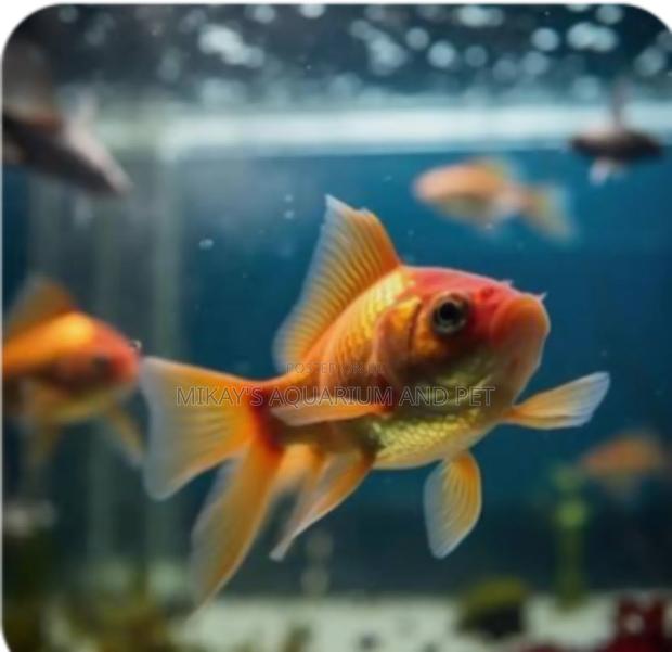 Gold Fish for Aquarium · Photo 2