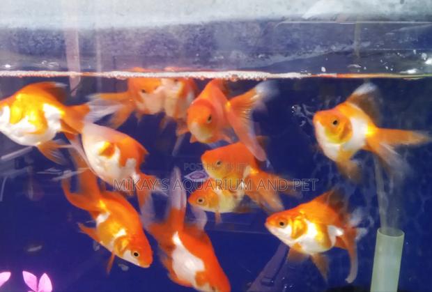 Run King Aquarium Fishes · Photo 2