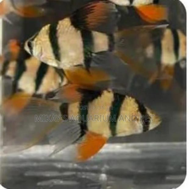 Tiger Barbs Aquarium Fishes · Photo 2