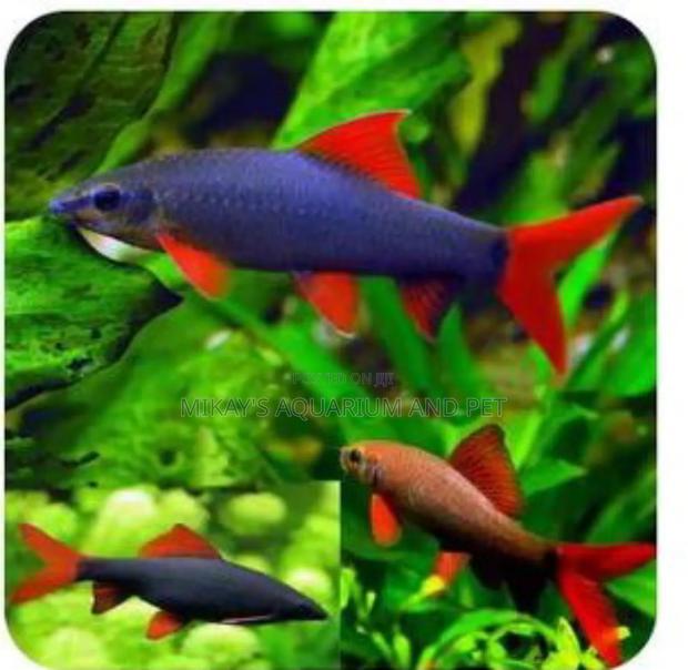 Rainbow Shark · Photo 2