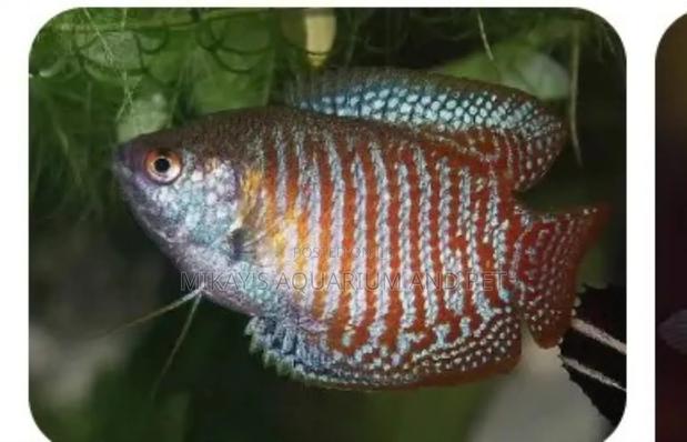 Gourami Aquarium Fishes · Photo 3
