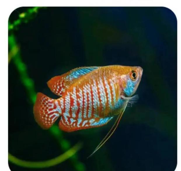 Gourami Aquarium Fishes · Photo 4