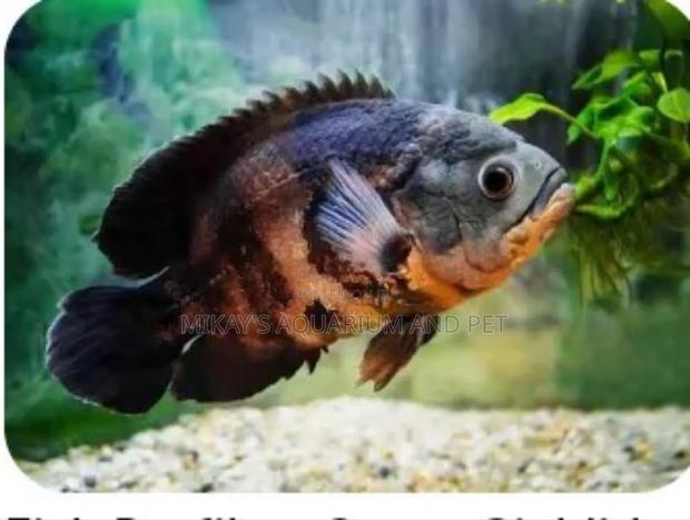Oscar Aquarium Fishes · Photo 3