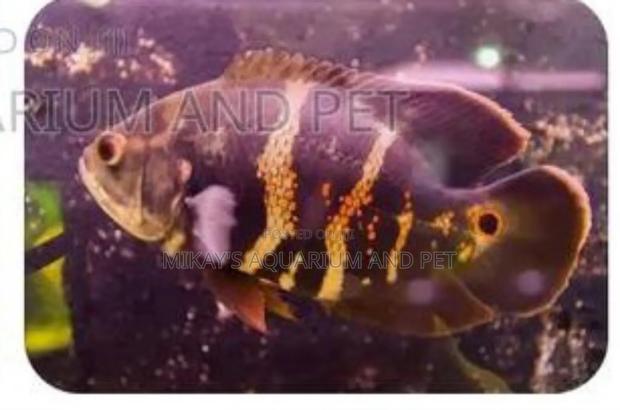 Oscar Aquarium Fishes · Photo 4