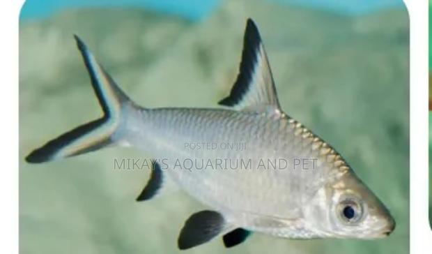 Silver Shark · Photo 3