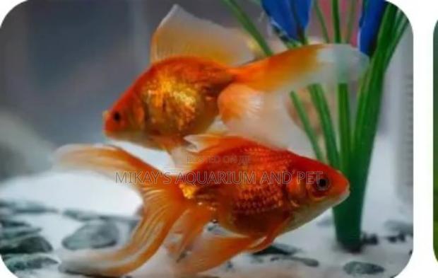 Fun Tail Fishes · Photo 2
