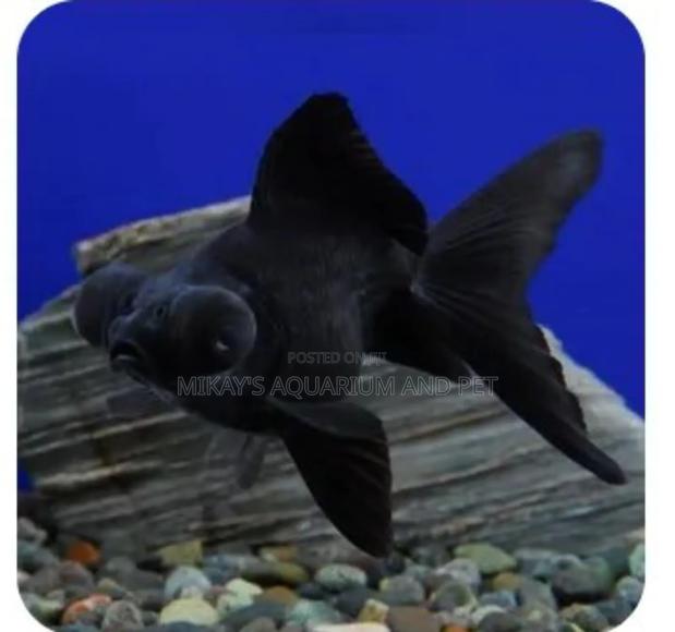 Blackmore Aquarium Fishes · Photo 2
