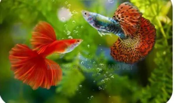 Guppies Fishes · Photo 2