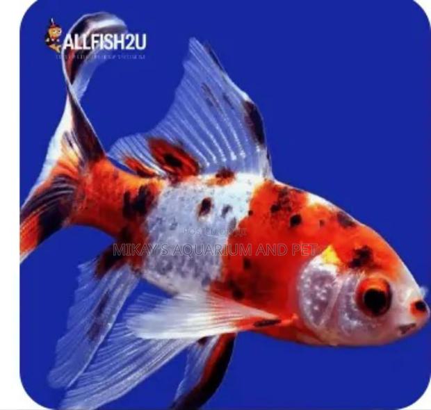 Calico Commet Fish · Photo 2