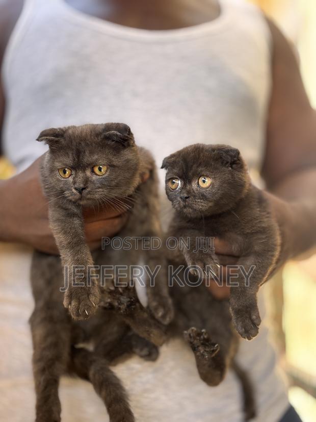 1-3 months Male Purebred Scottish Fold · Photo 4