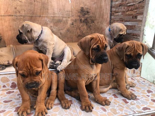 1-3 months Male Purebred Boerboel · Photo 3