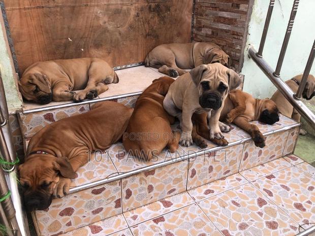 1-3 months Male Purebred Boerboel · Photo 4