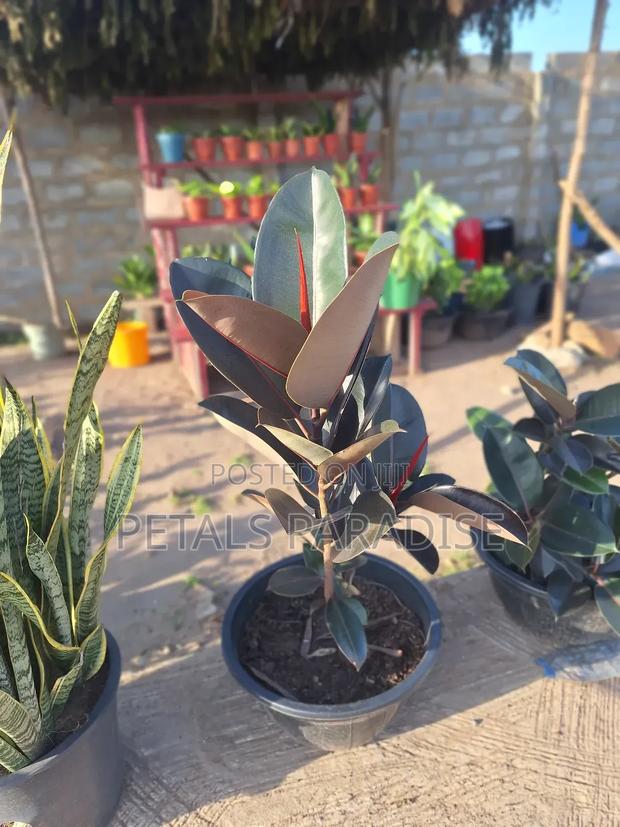 Rubber Plant for Sale