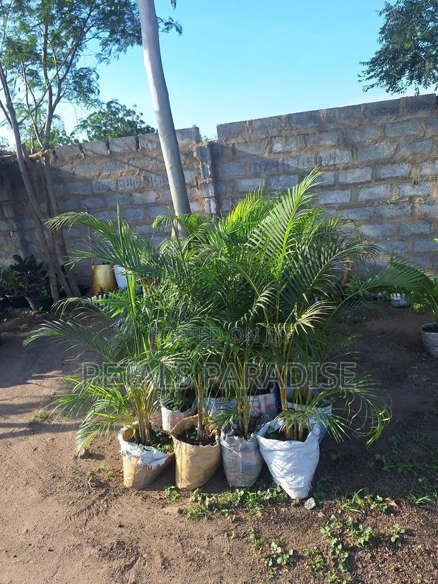 Cane Palm for Sale