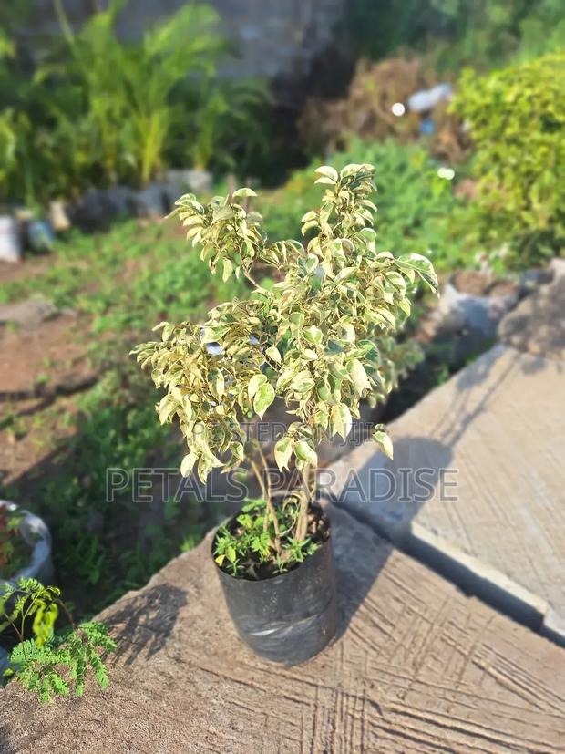 Ficus Plant for Sale