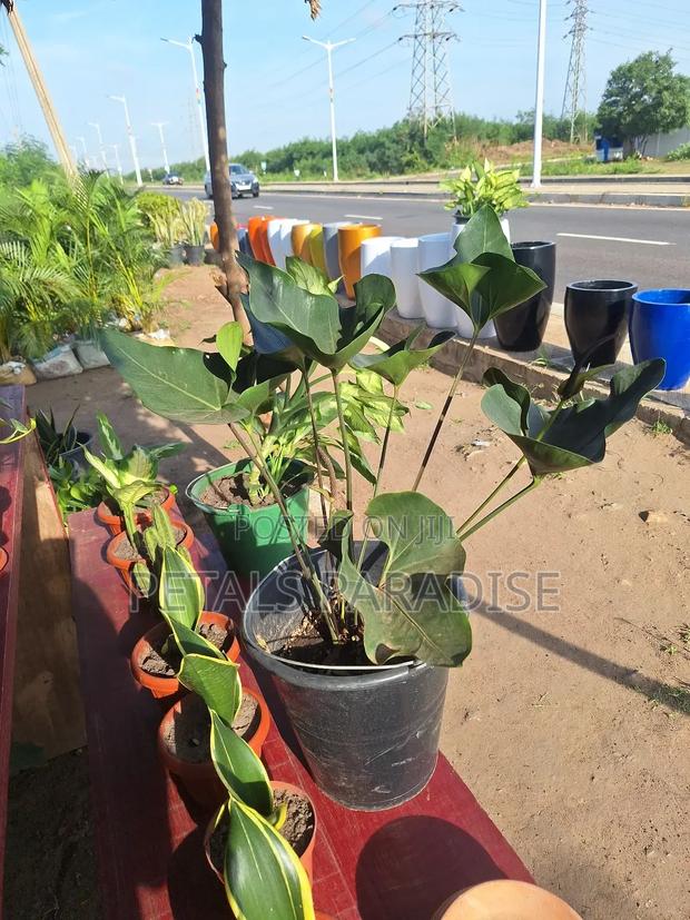 Anthurium Head for Sale