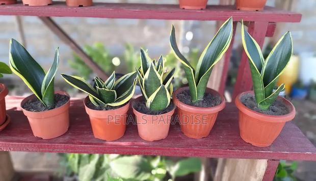 Sansevieria for Sale