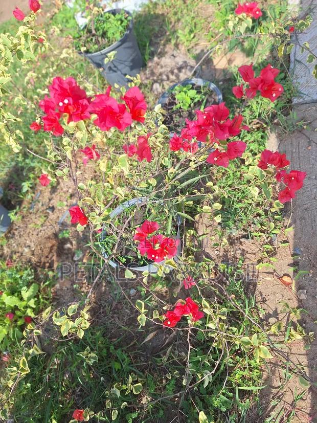 Bougainvillea for Sale
