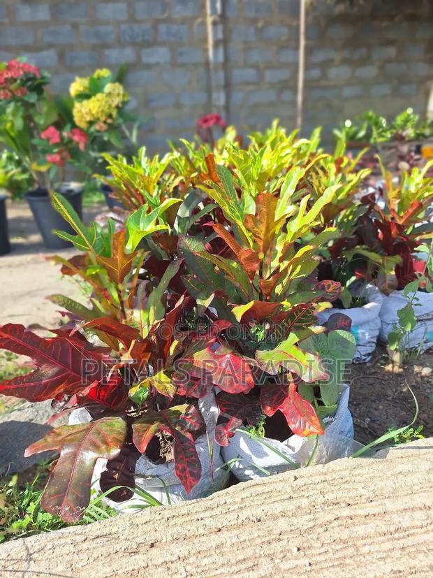 Croton for Sale