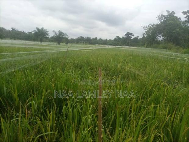 Commercial Farm and a Two Bedroom Farm for Sale at Kumasi. · Photo 3