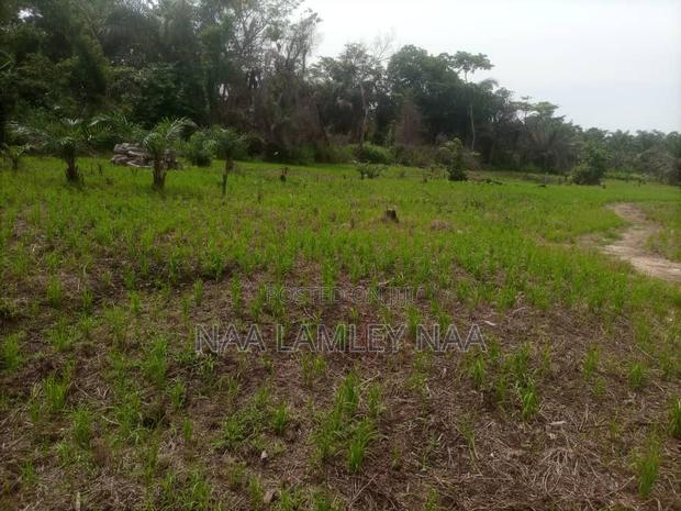 Commercial Farm and a Two Bedroom Farm for Sale at Kumasi. · Photo 4