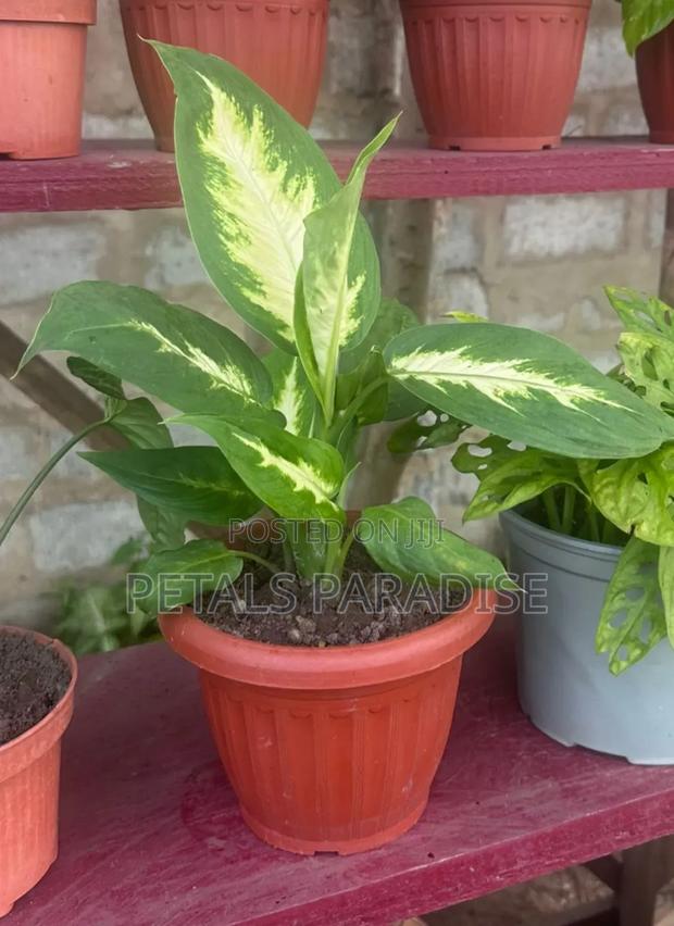 Dumb Cane for Sale
