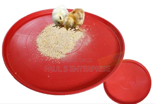 Day Old Feeding Tray