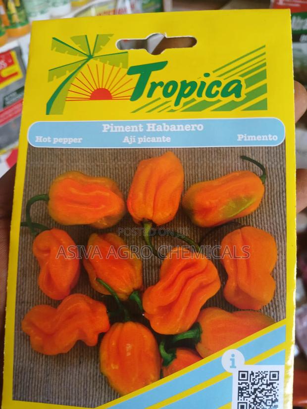 Habanero Pepper (Yellow Pepper) Seeds photo 2