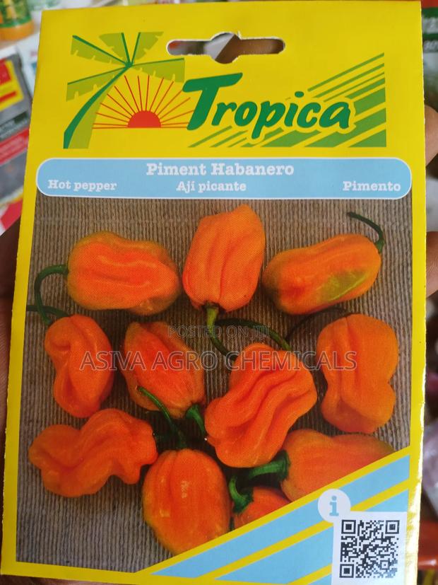 Habanero Pepper (Yellow Pepper) Seeds photo 3
