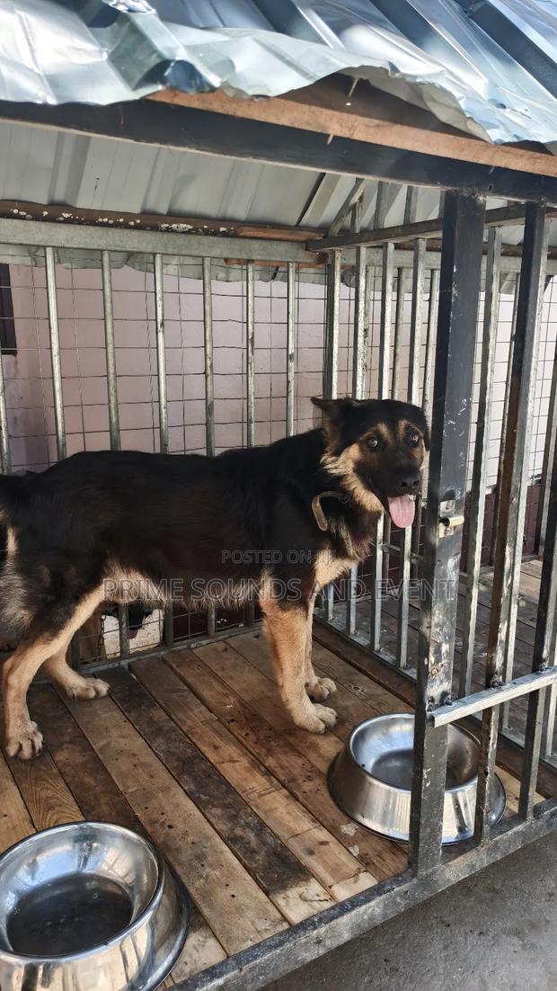 German Shepherd Available for Crossing