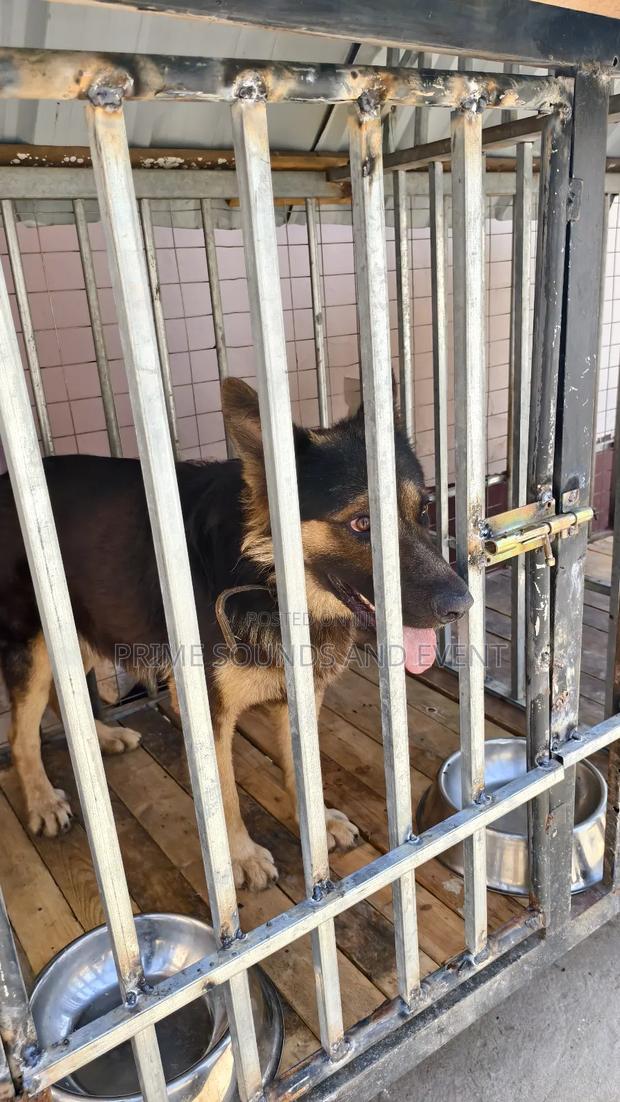German Shepherd Available for Crossing photo 2