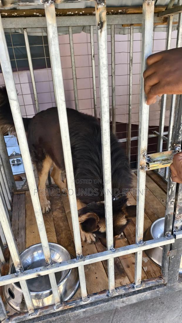 German Shepherd Available for Crossing photo 3