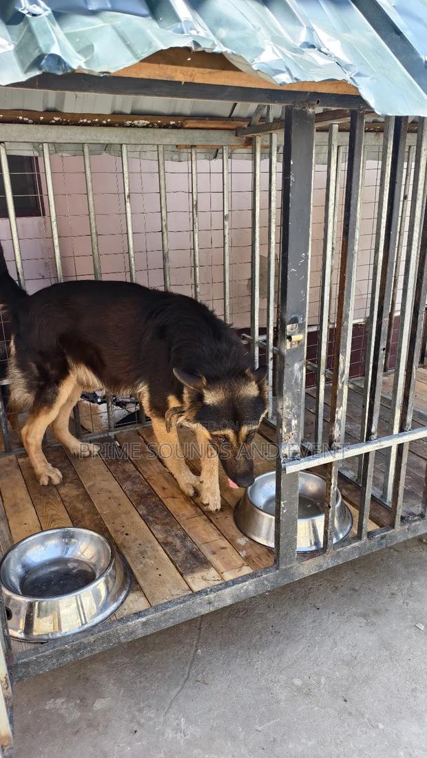 German Shepherd Available for Crossing photo 4