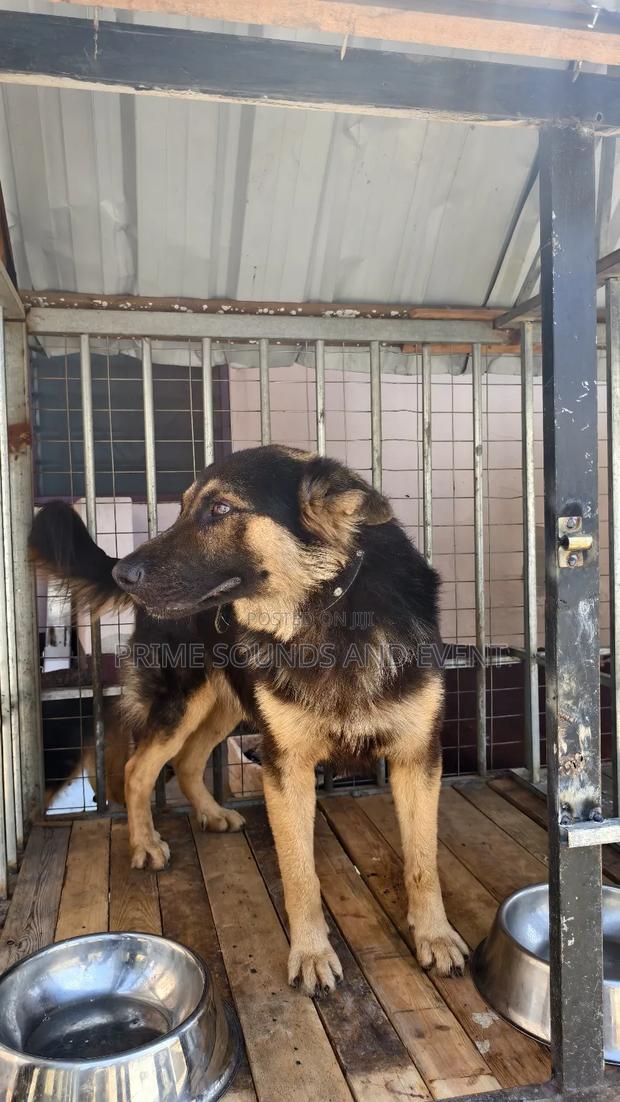 German Shepherd Available for Crossing photo 5