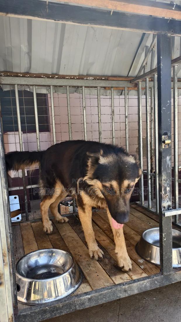 German Shepherd Available for Crossing photo 6