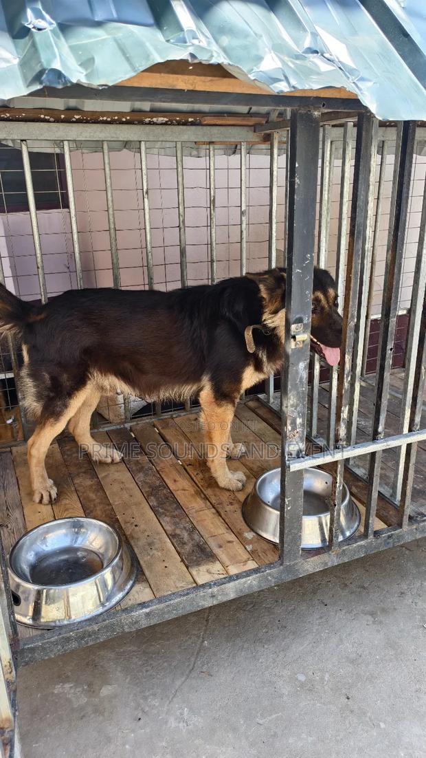 German Shepherd Available for Crossing photo 7