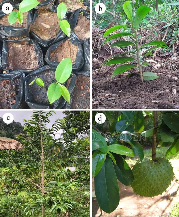 Soursop Plant