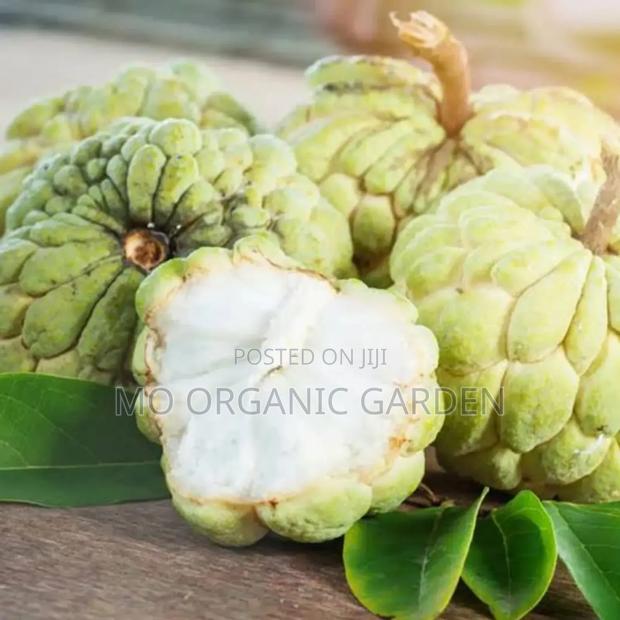 Exotic Sugar Apple Seedlings photo 2