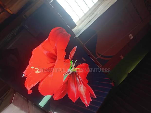Entertaining Life Movies With TCL 55inches Smart Tv Compelling TCL · Photo 4