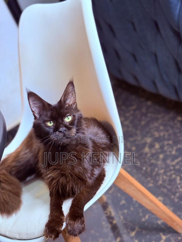 6-12 months Female Purebred Maine Coon · Photo 2