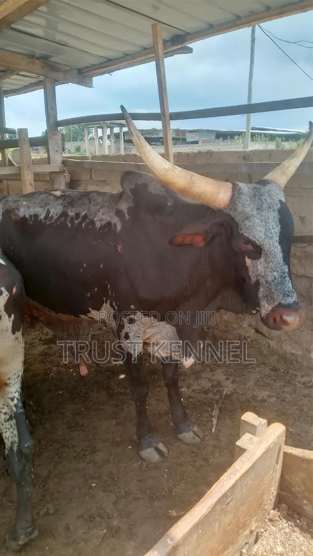 Healthy Cows · Photo 2