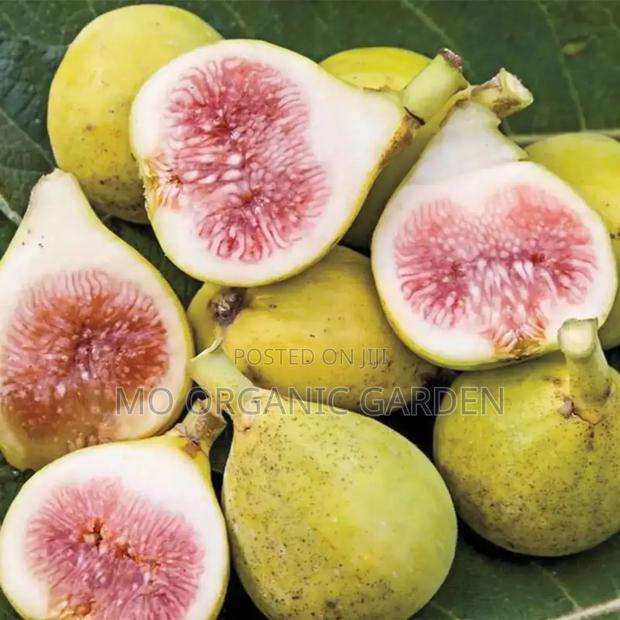 Italian Honey Fig Seedlings