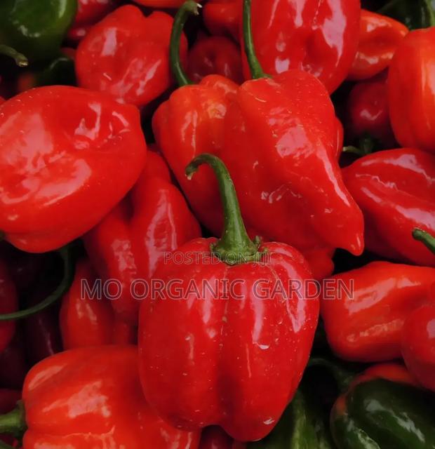 Balthazar Blaze F1 – Super Hot Pepper Seedlings Plant